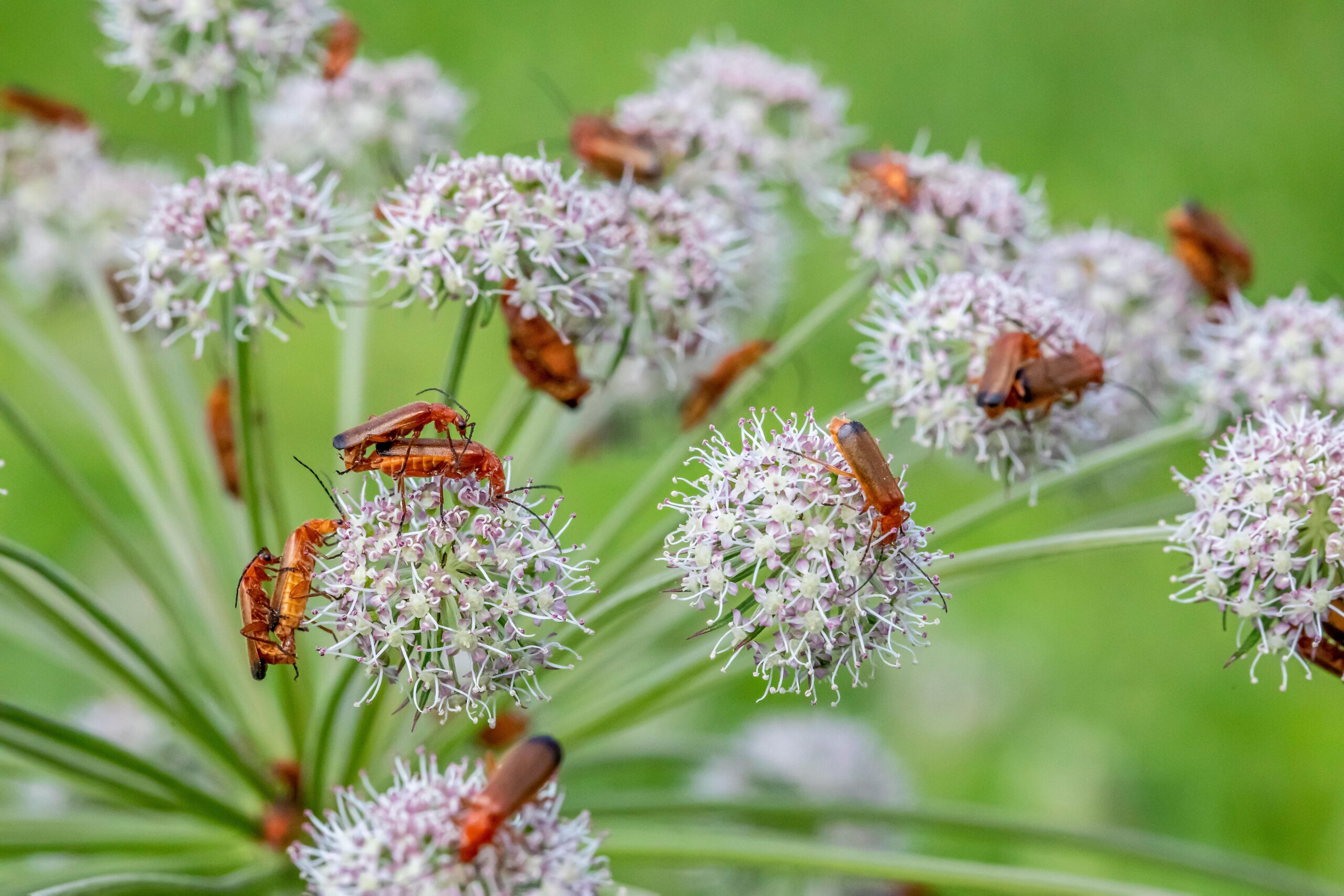 Transform Your Garden: DIY Landscaping Ideas