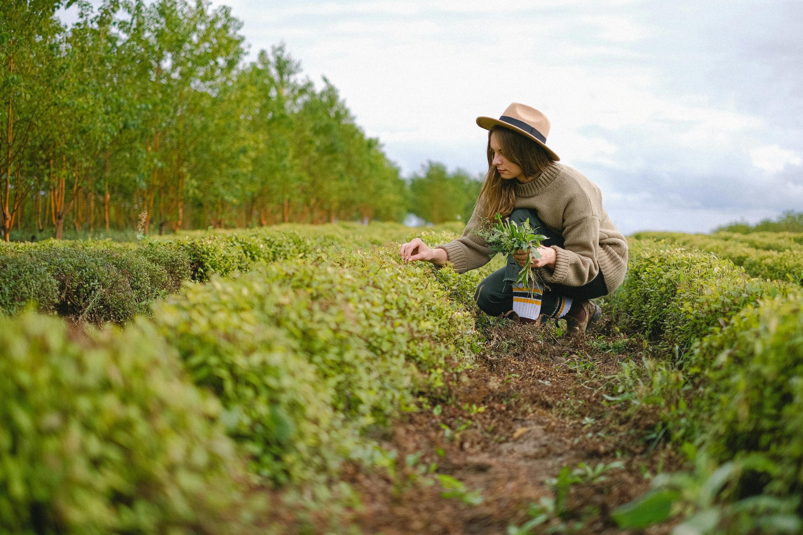 10 Easy-to-Grow Vegetables for Beginners"